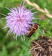 Phasia hemiptera