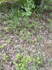 Desmodium sessilifolium