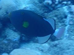 Melichthys vidua