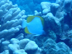 Hemitaurichthys polylepis