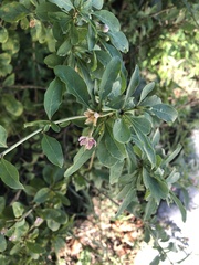 Berberis vulgaris