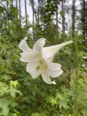 Lilium formosanum