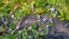 Machaerium lunatum