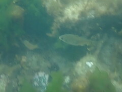 Cymatogaster aggregata