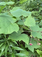 Rubus odoratus