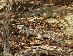 Dipsosaurus dorsalis