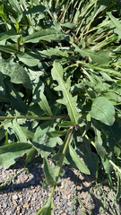 Diplotaxis tenuifolia