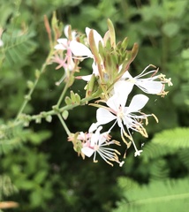 Oenothera lindheimeri