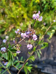 Machaerium lunatum