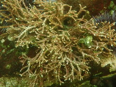 Calliarthron tuberculosum