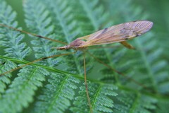 Platytipula