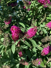 Buddleja