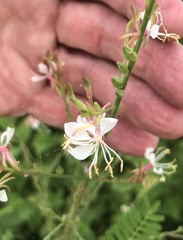 Oenothera lindheimeri