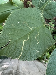 Agromyza aristata