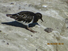 Arenaria melanocephala