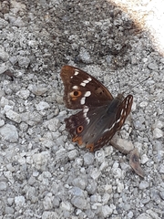Apatura ilia