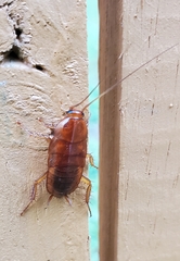 Shelfordella lateralis