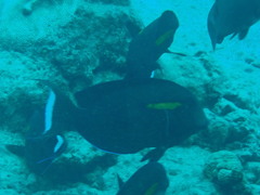 Acanthurus olivaceus