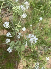 Dimorphocarpa candicans