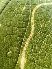 Agromyza aristata