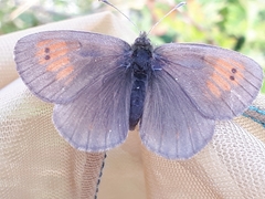 Erebia tyndarus