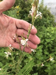 Oenothera lindheimeri
