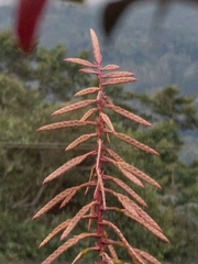 Tillandsia fendleri