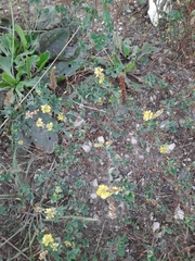 Medicago falcata