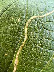 Agromyza aristata
