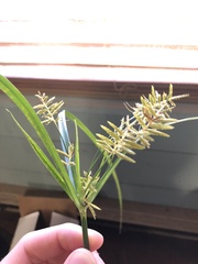 Cyperus esculentus