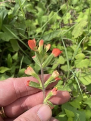 Castilleja indivisa