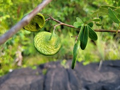 Machaerium lunatum