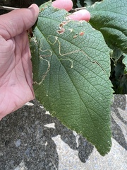Agromyza aristata