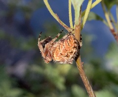 Araneus gemmoides