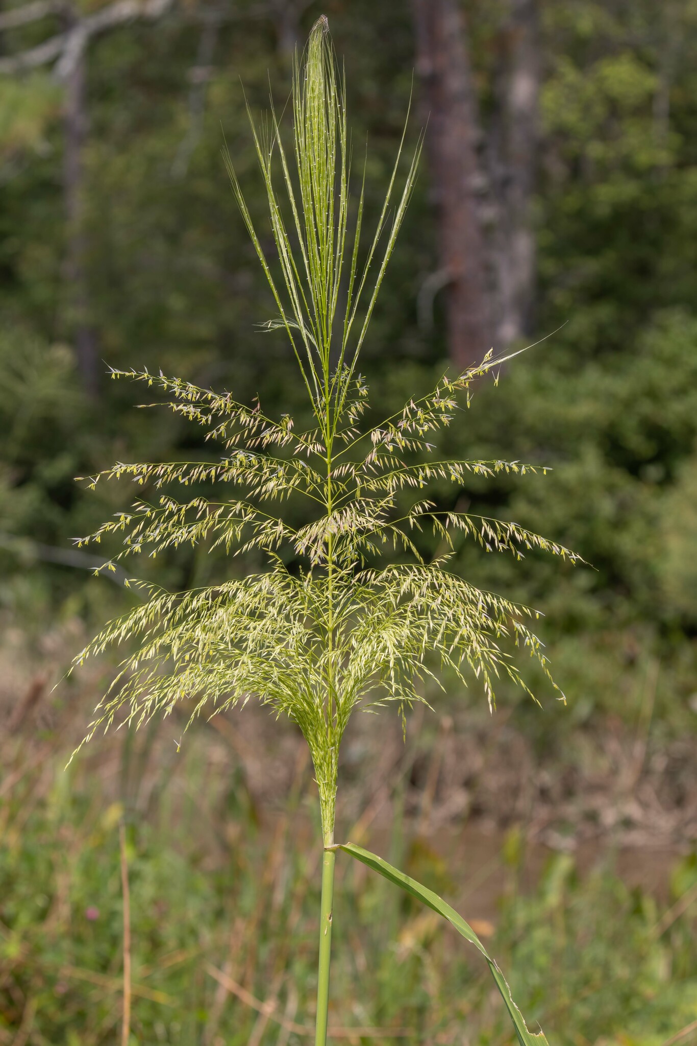 Zizania aquatica