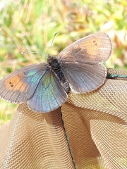 Erebia tyndarus