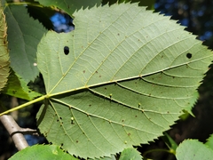 Eriophyes tiliae