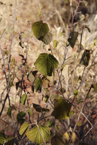 Grewia villosa image