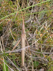 Acrida conica