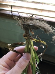 Cyperus esculentus