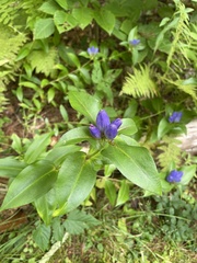 Gentiana clausa