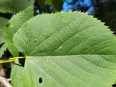 Eriophyes tiliae