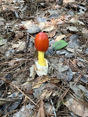 Amanita jacksonii