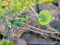 Machaerium lunatum