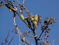 Asclepiadoideae