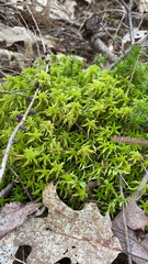 Sphagnum squarrosum