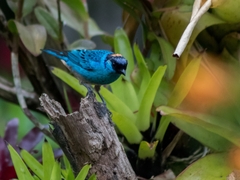 Chalcothraupis ruficervix