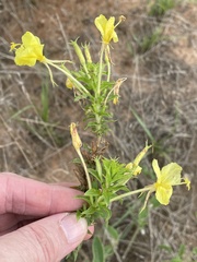 Oenothera rhombipetala