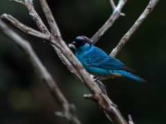 Chalcothraupis ruficervix