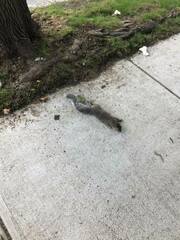 Sciurus carolinensis